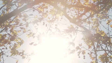 Tree backlighting with the sun (movement) street in Barcelona, Catalonia, Sp Stock Footage 156555677