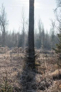 Tree with backlit sun in meadow. How to deal with backlit photography. Backli Stock Photos