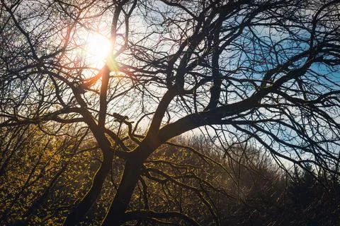 Tree backlit by the sun Stock Photos