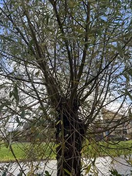 Tree in the backyard Netherlands Foto stock