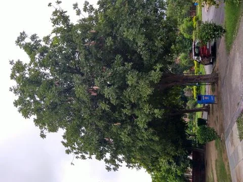 Tree of Balam kheera Stock Photos
