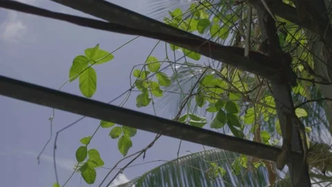 A tree in a balcony with branches in a sunny day Stock Footage 203901852