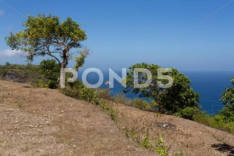 Tree at Bali Manta Point Diving place at Nusa Penida island Stock Photos