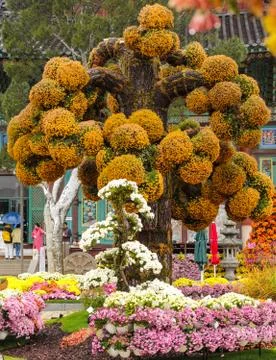 Tree with balls of flowers Foto stock