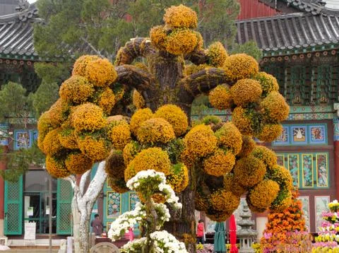 Tree with balls of flowers Foto stock
