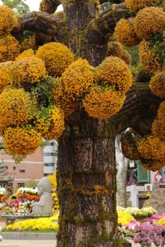 Tree with balls of flowers Foto stock