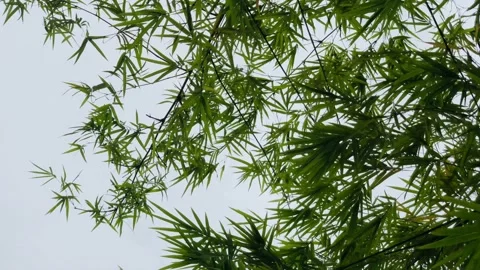Tree bamboo Stock Footage 189245592