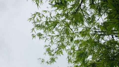 Tree bamboo Stock Footage 189245598