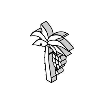 Tree banana isometric icon vector illustration Stock Illustration