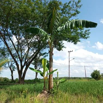 A tree of banana Stockfoto's