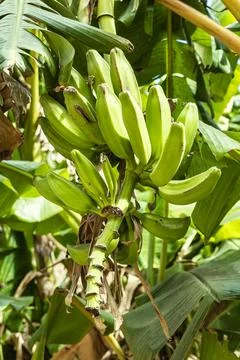 Tree with bananas hanging from its branches Stock Photos