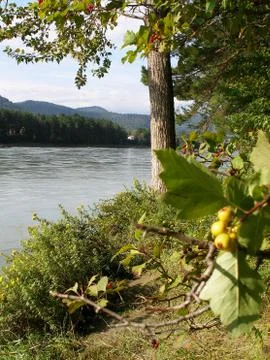 Tree on the bank of katun Stock Photos