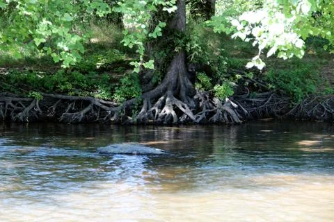 A tree on the bank of a stream Fotos de archivo