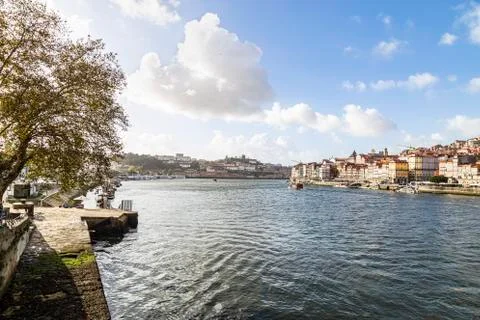Tree on the banks of the Douro River in the city of Portugal Stock Photos