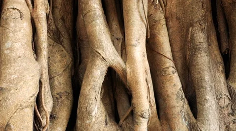 The tree banyan macro Stock Footage