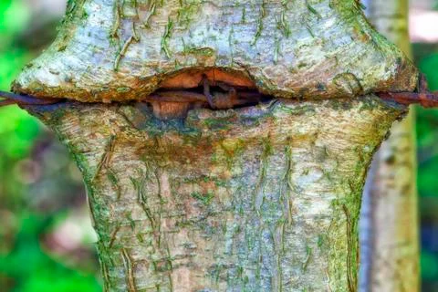 Tree with barbed wire 스톡 사진