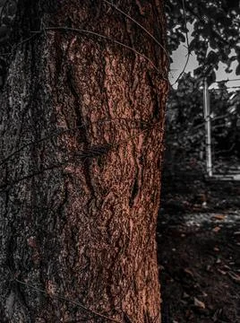 A tree in barbed wire Stock Photos