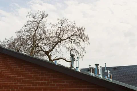 Tree with bare branches above a house roof on cloudy day Fotos Stock