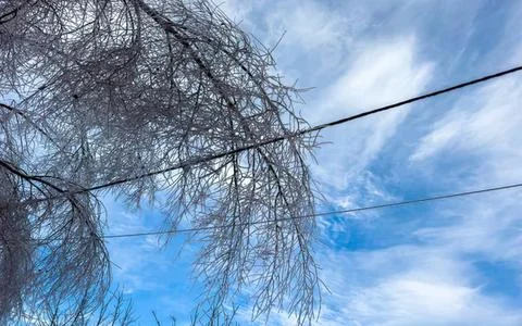 Tree with bare branches against a blue sky and clouds Stock Photos