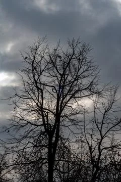 Tree with bare branches against dark cloudy sky, cold winter season, black Foto stock
