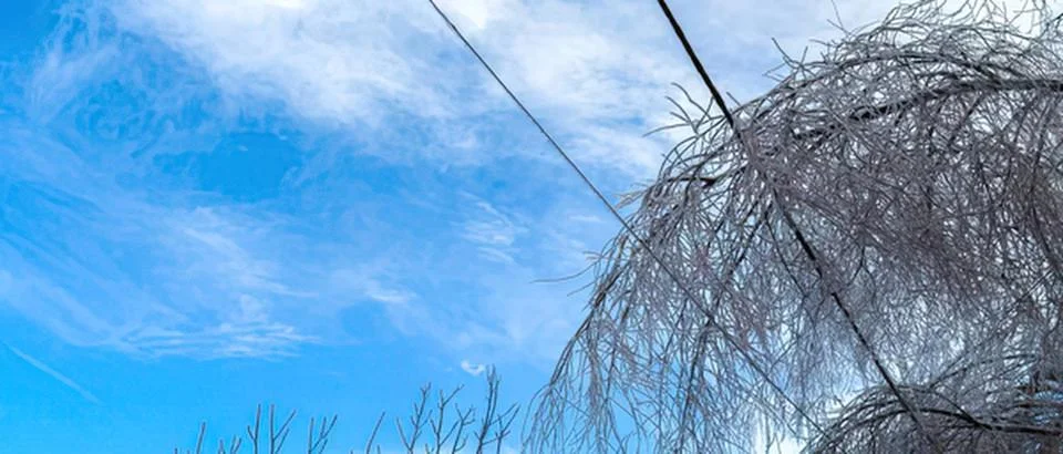 Tree with bare branches and blue sky in spring Stock Photos