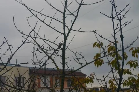 A tree with bare branches and a building in the background.  Foto stock