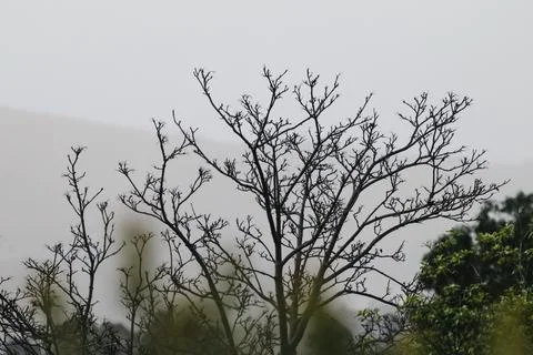 Tree with bare branches and overcast hazy weather in the background Stock Photos