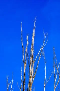 A tree with bare branches is standing in a blue sky Stock Photos