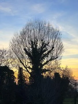 Tree with bare branches at sunset Stock-Fotos