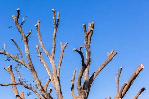 Tree Bare Cut Branches Stock Photos