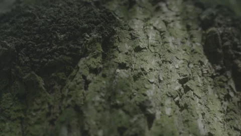 TREE BARK 1 Stock Footage 306409289