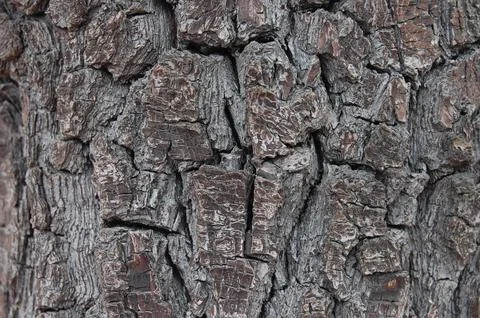 Tree Bark 1 Stock Photos