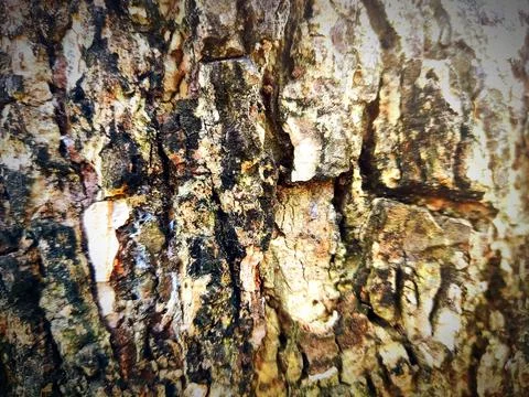 Tree bark 1 Stock Photos