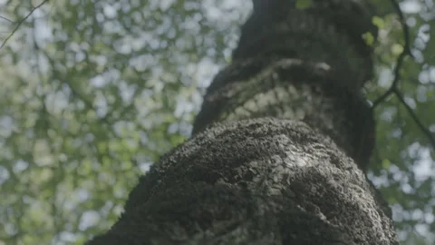 TREE BARK 2 Stock Footage 306409346