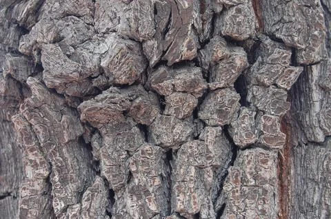 Tree Bark 2 Stock Photos