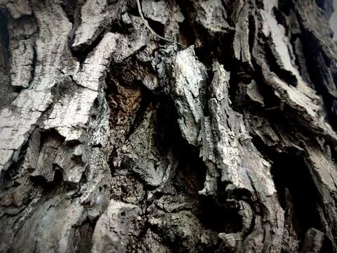 Tree bark 2 Stock Photos