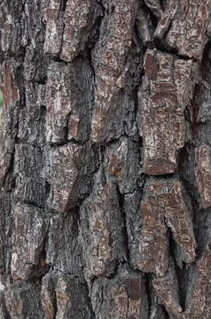 Tree Bark 3 Foto stock