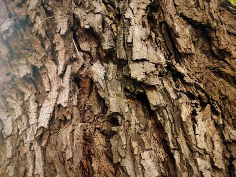 Tree bark 3 Stock Photos
