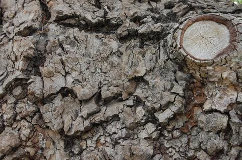 Tree Bark 4 Stock Photos