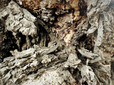 Tree bark 4 Stock Photos