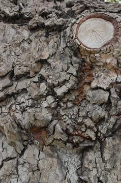 Tree Bark 5 Stock Photos