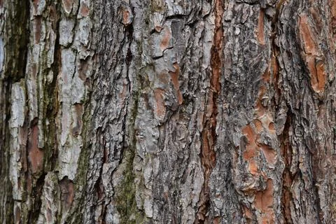 Tree Bark 6 Stock Photos