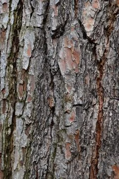 Tree Bark 7 Stock Photos