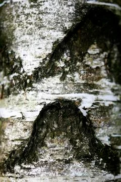 Tree bark abstract macro background fine art in high quality prints products  Stock Photos