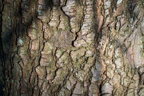 Tree bark abstract texture background pattern multi use abstract image Stock Photos