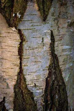 Tree bark abstract texture background pattern multi use abstract image Stock Photos