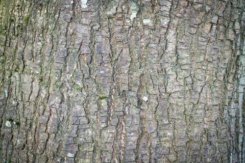 Tree bark abstract texture background pattern multi use abstract image Stock Photos