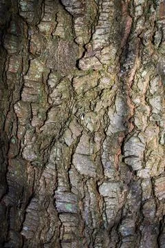 Tree bark abstract texture background pattern multi use abstract image Stock Photos
