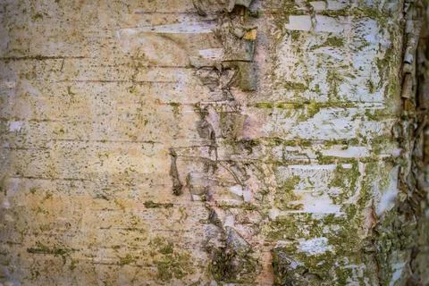 Tree bark abstract texture background pattern multi use abstract image Stock Photos