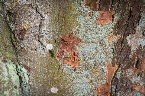 Tree bark abstract texture background pattern multi use abstract image Stock Photos